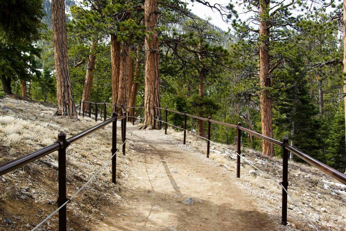 The Bristlecone Trail at Lee Canyon is a 6.5-mile loop that takes hikers to a scenic overlook f ...