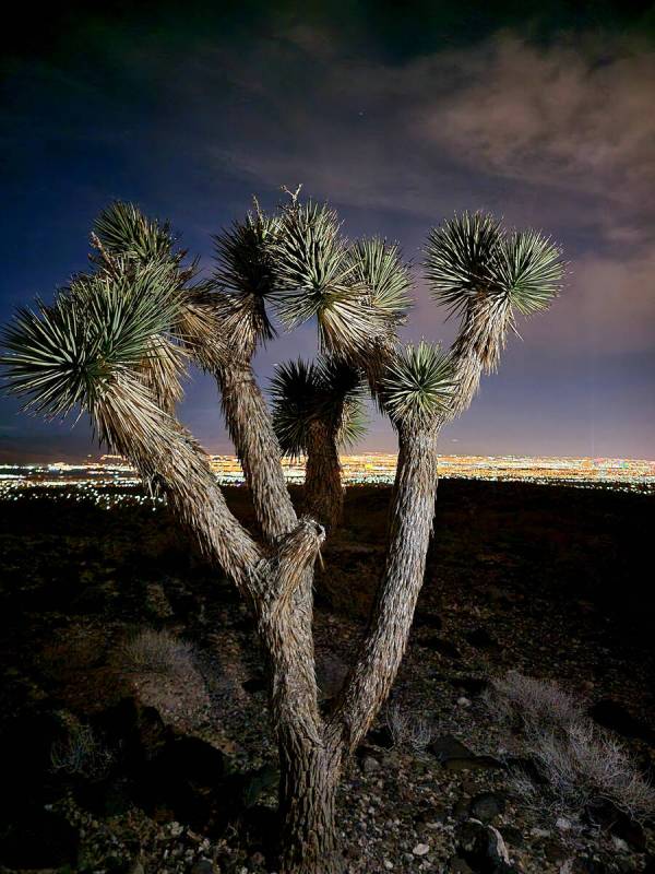 Infrequently, hikers encounter Joshua trees along Sloan Canyon trails. (Natalie Burt/Las Vegas ...