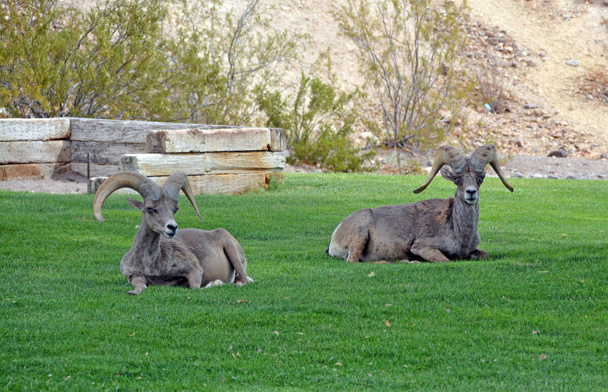 The Parks and Recreation Department is looking at installing a "Ram Cam" at Hemenway Valley Par ...