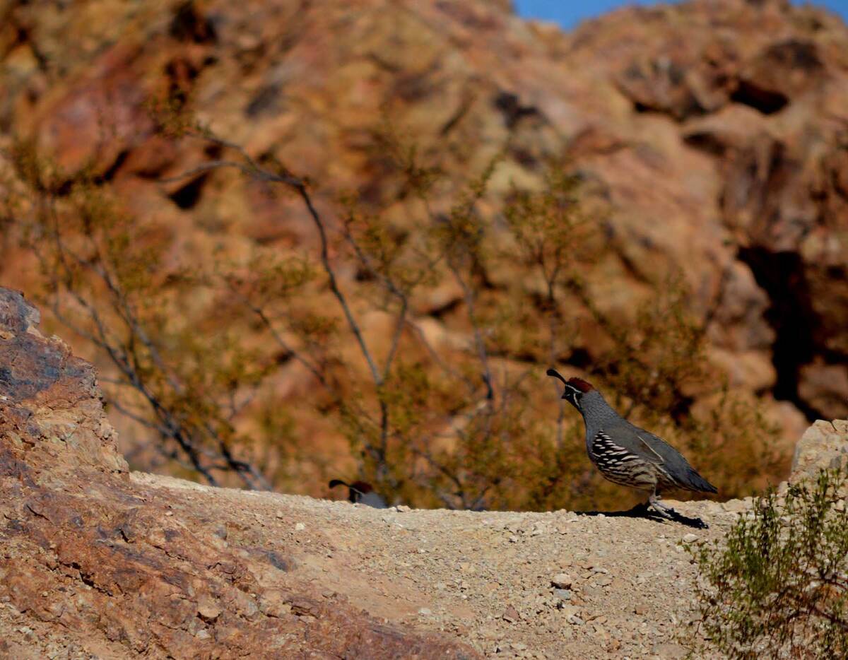 Quail visited Hemenway Valley Park on Nov 10. (Pernell Bryant)