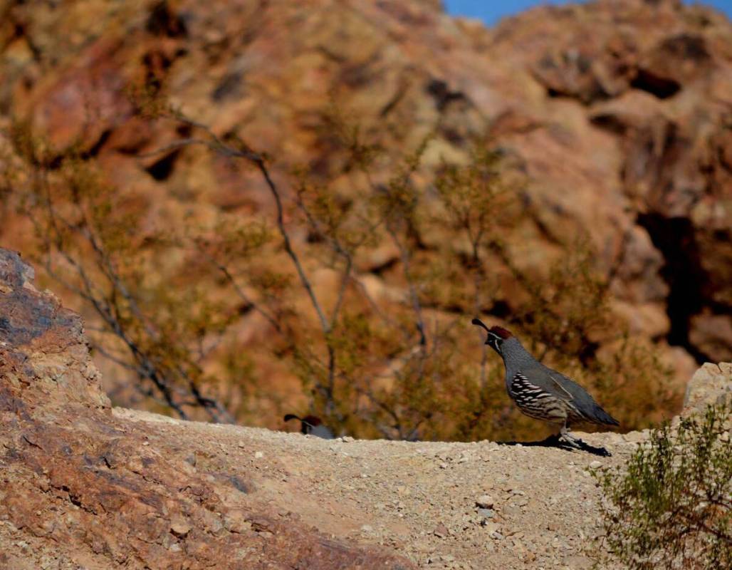 Quail visited Hemenway Valley Park on Nov 10. (Pernell Bryant)