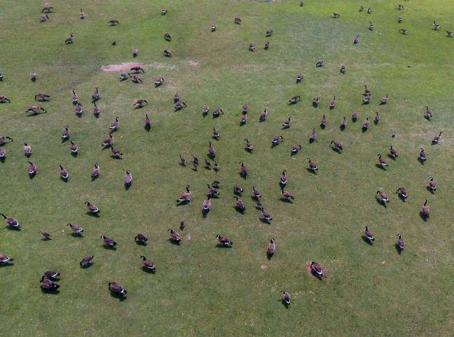 A flock of geese are seen at Cornerstone Park, on Tuesday, June 15, 2021, in Henderson. (Bizuay ...