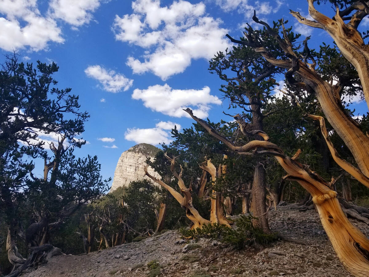 Ancient bristlecones line the North Loop Trail at about the 10,000-foot elevation level. (Natal ...