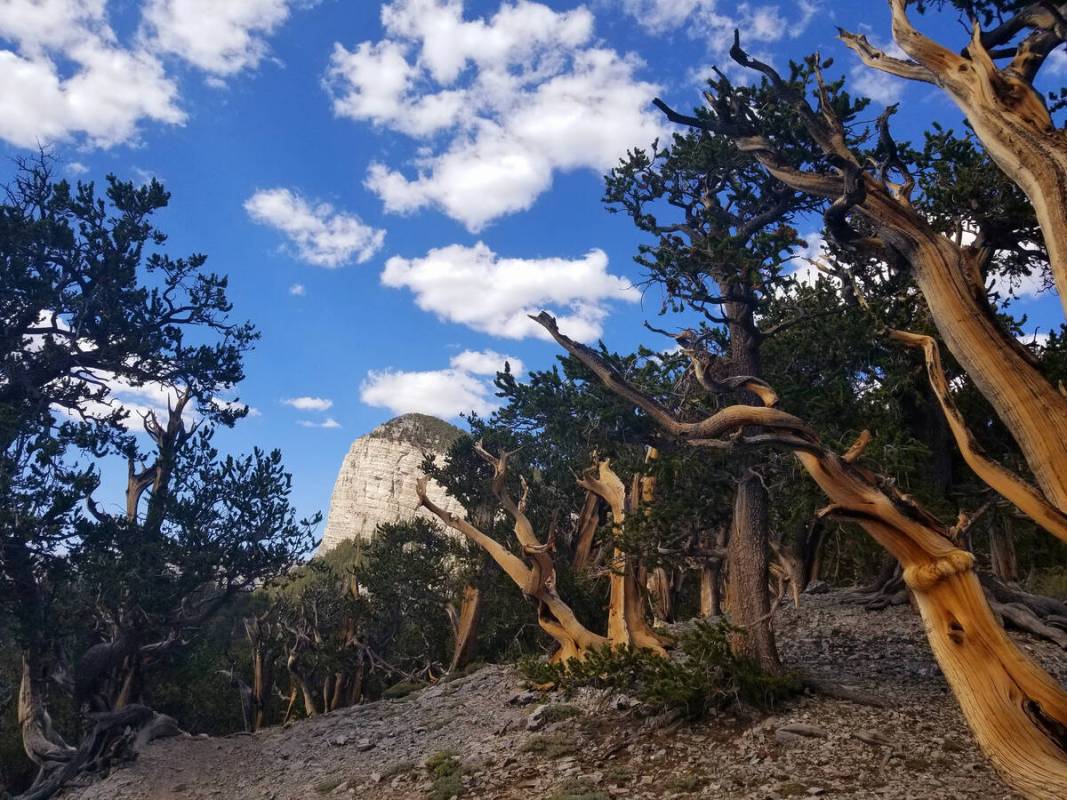 Ancient bristlecones line the North Loop Trail at about the 10,000-foot elevation level. (Natal ...