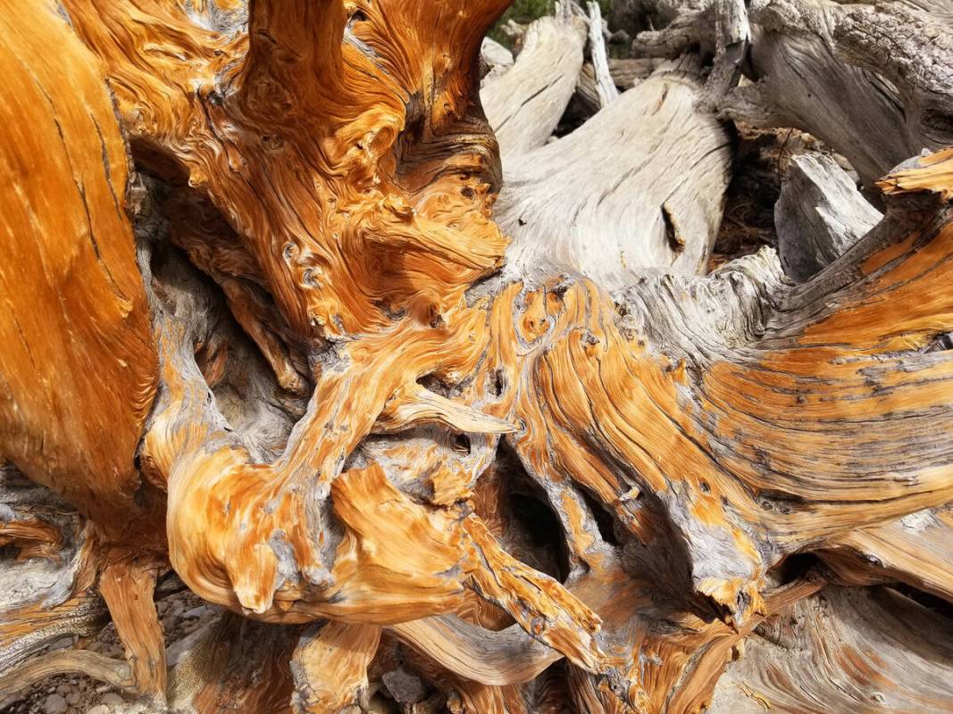 Swirls and stripes of gray, honey, auburn, brown and beige add to the fanciful appearances of G ...