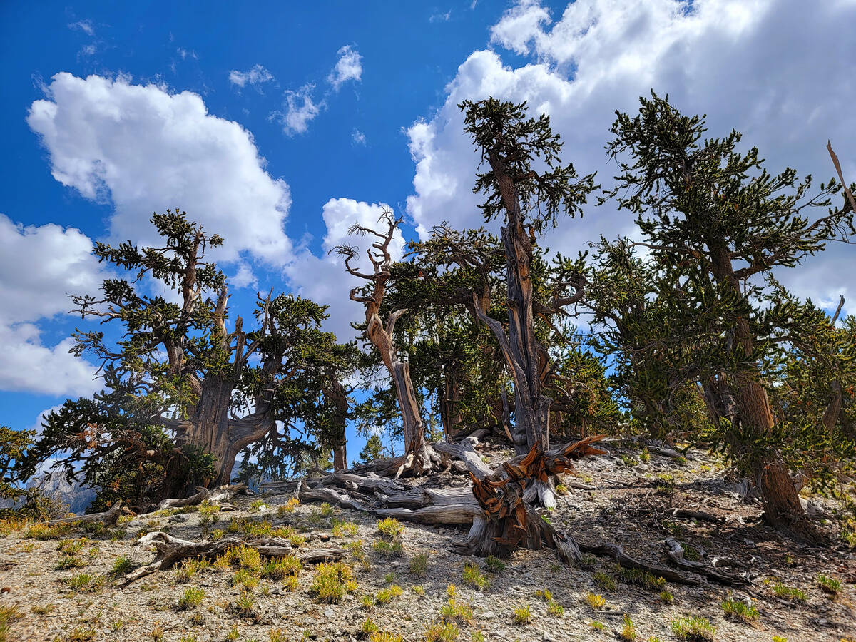 Stately and strange, these Great Basin bristlecone pines survive near the Bristlecone Trail's j ...