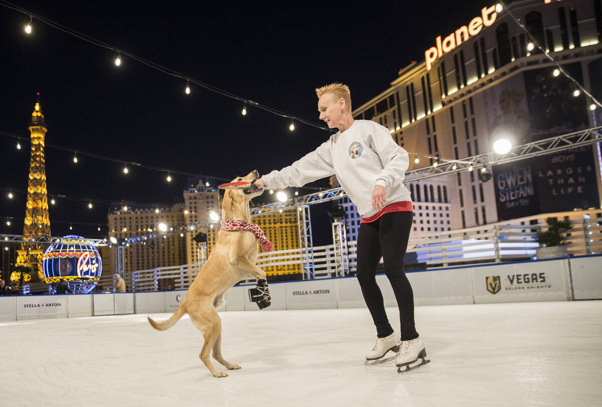 Benny, left, a Labrador Retriever mix, plays with Cheryl DelSangro at The Cosmopolitan of Las V ...