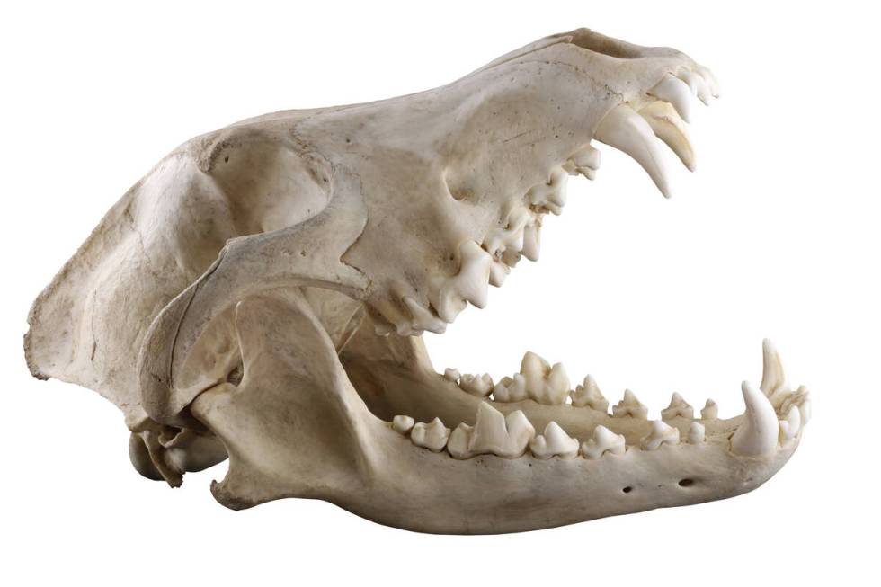 The Centennial Hills Library will host a skull identification workshop Saturday. (Getty Images)