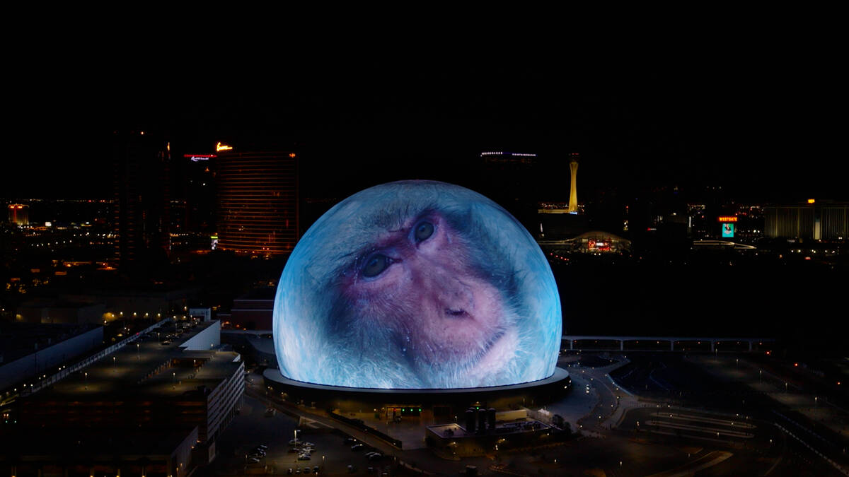 The art of filmmaker Louie Schwartzberg will be featured on the Sphere's Exosphere on Earth Day ...