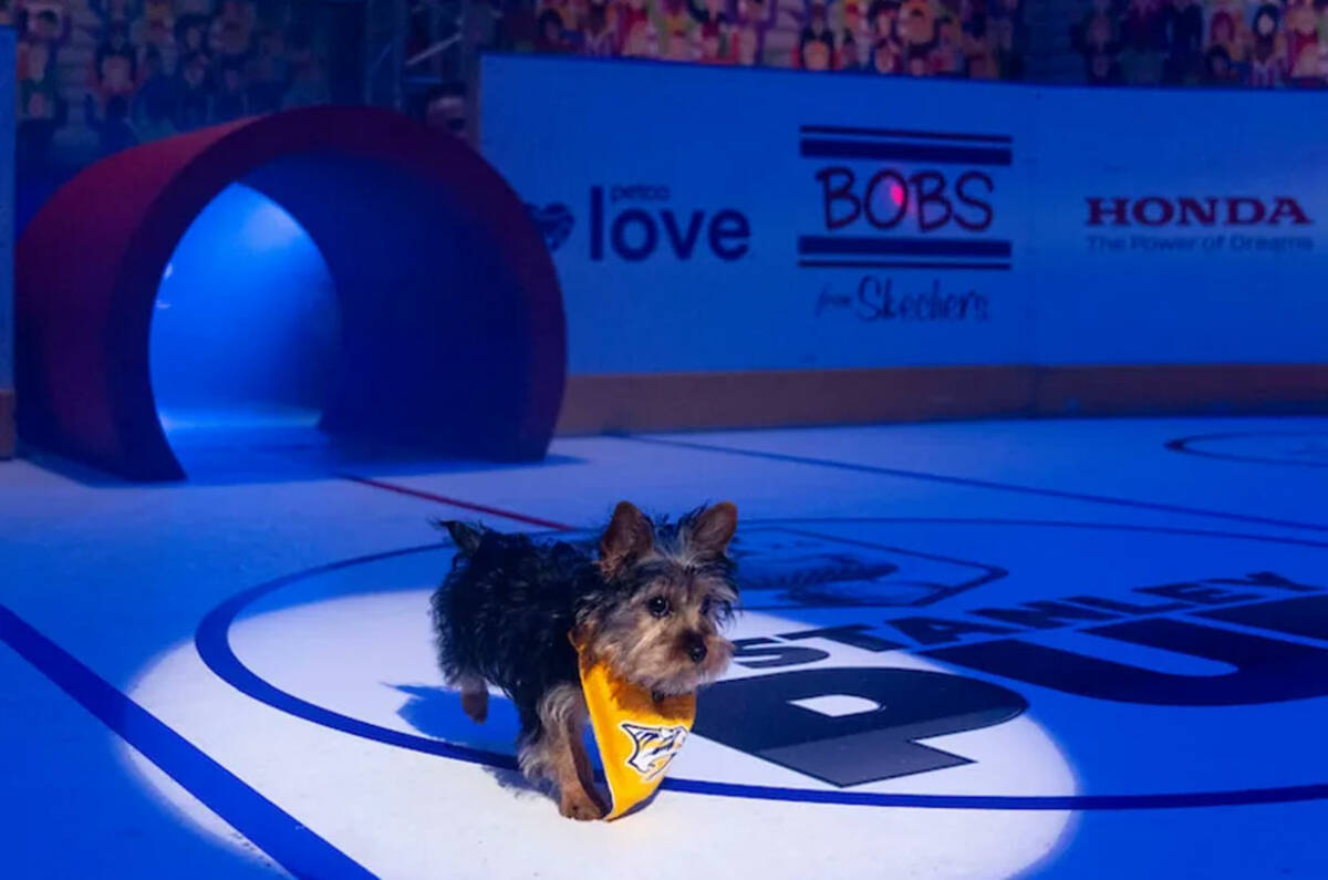 The NHL is celebrating the Stanley Cup Playoffs with its "Stanley Pup" special, which is set to ...