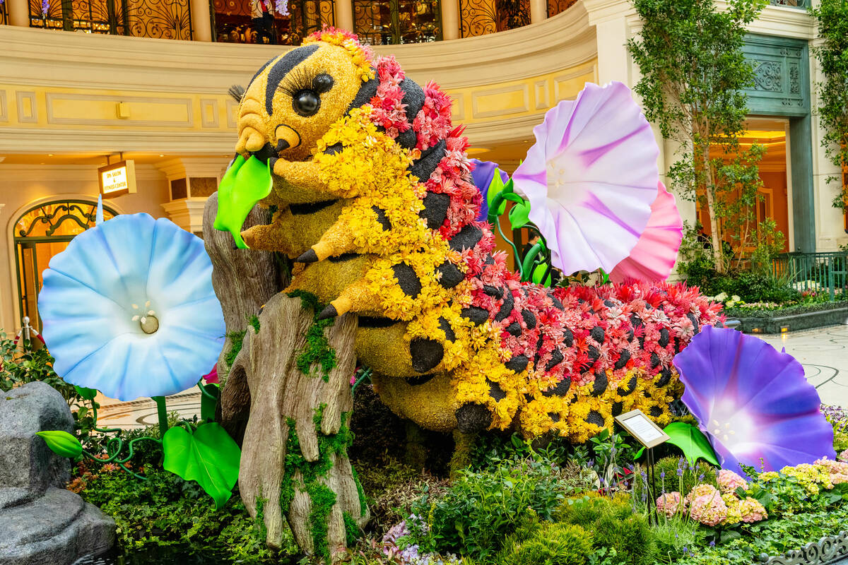 Cassandra the caterpillar at the Bellagio Conservatory & Botanical Gardens’ “T ...