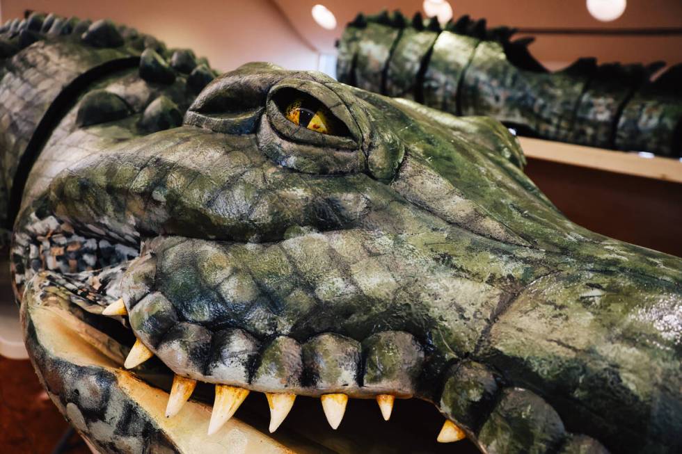 Parts of the alligator sit out inside of the Nevada Ballet studio Friday, March 14, 2025, in La ...