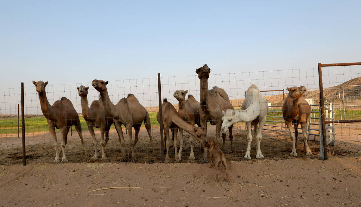 Along with enjoying the animals at Camel Safari in Bunkerville, Guy Seeklus now offers Mongolia ...