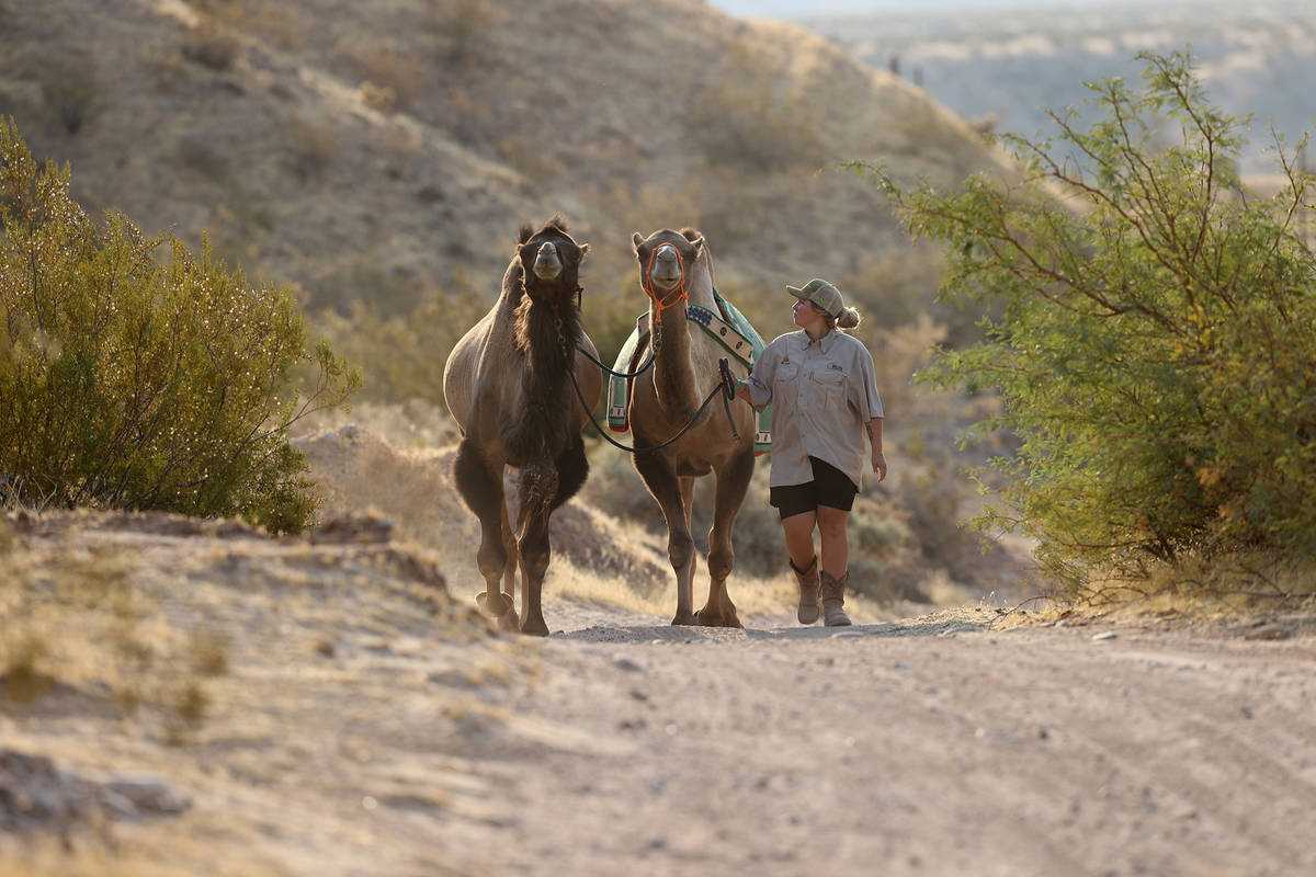 Alex Imbach, animal care manager at Camel Safari in Bunkerville, with Rafiki, left, and Norman. ...