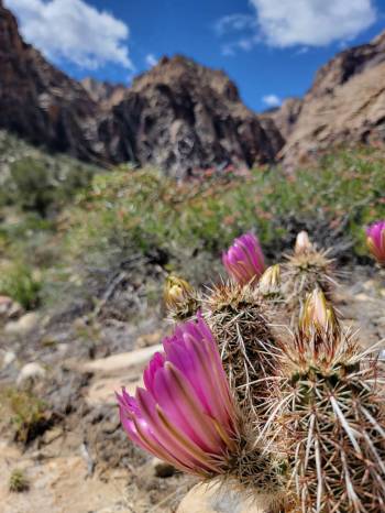 Strawberry hedgehog cactus. (Natalie Burt)