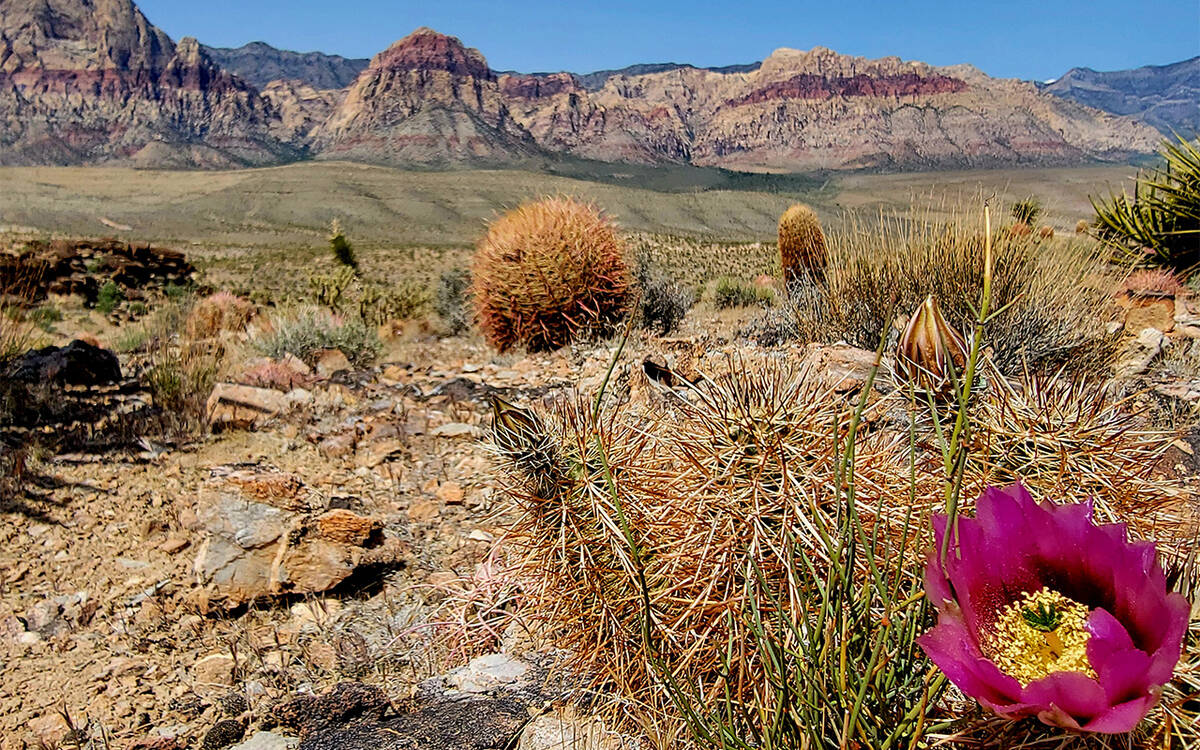 A strawberry hedgehog cactus blooms in the Fossil Ridge area across from Red Rock Canyon’s sc ...
