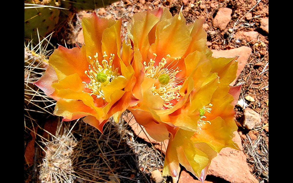 Pancake prickly pear (Natalie Burt)