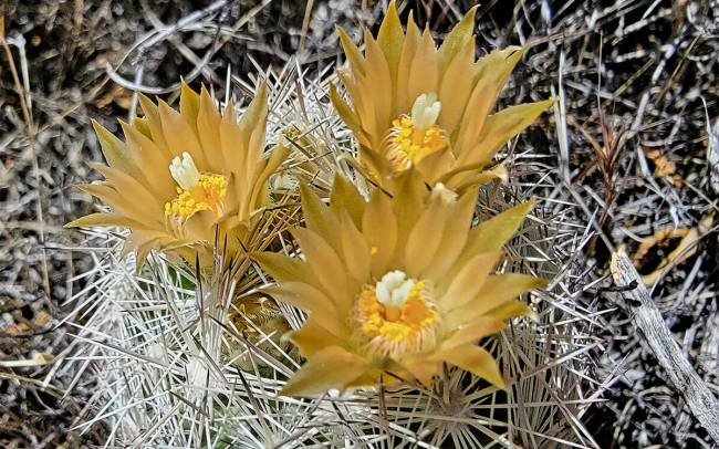 Desert spinystar (Natalie Burt)