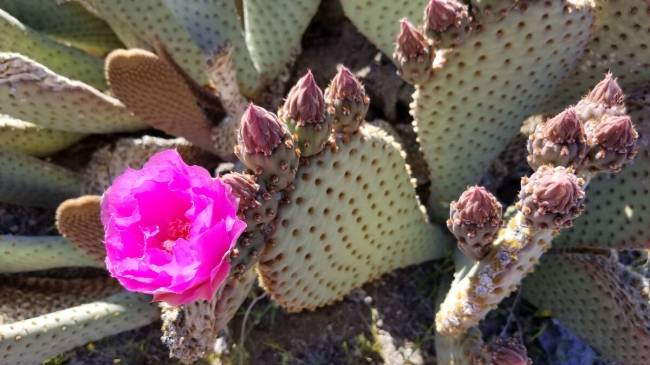 Beavertail cactus (Natalie Burt)