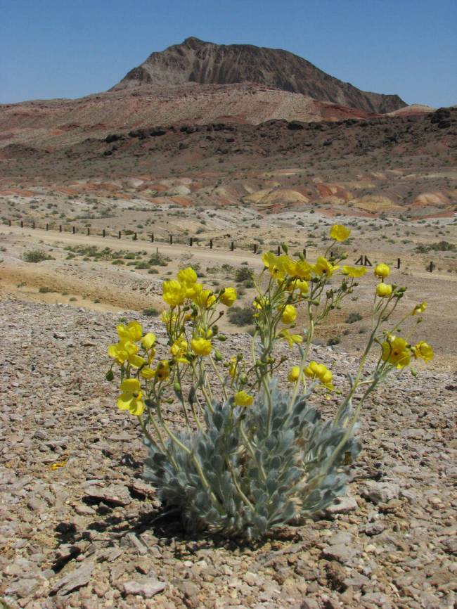 A bear paw poppy blooms near Rainbow Gardens on the east side of Frenchman’s Mountain on ...