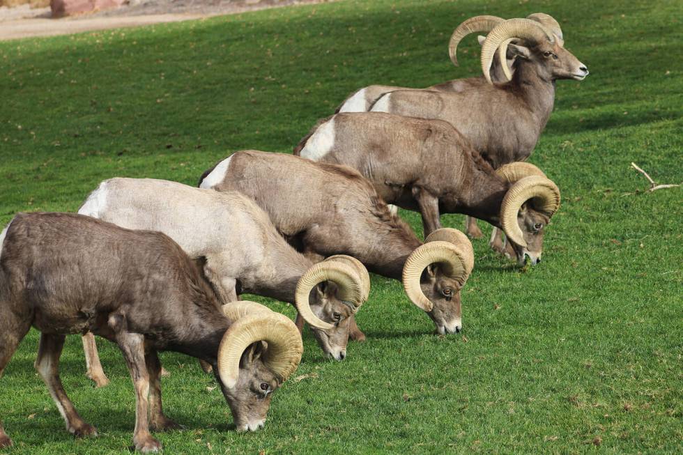 Hungry desert bighorm sheep graze through Boulder City’s Hemenway Park. (Ron Eland/Boulde ...