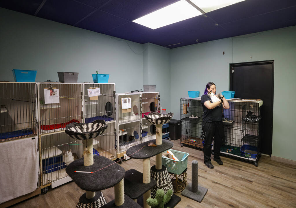 Brittany Rutledge, feline program coordinator, holds Pippa at Hearts Alive Village Cat Cafe, wh ...
