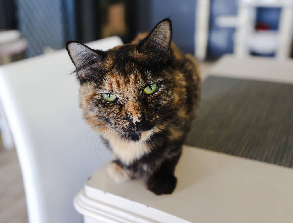 Amber, an adoptable cat, at Hearts Alive Village Cat Cafe in Las Vegas, Wednesday, March 6, 202 ...