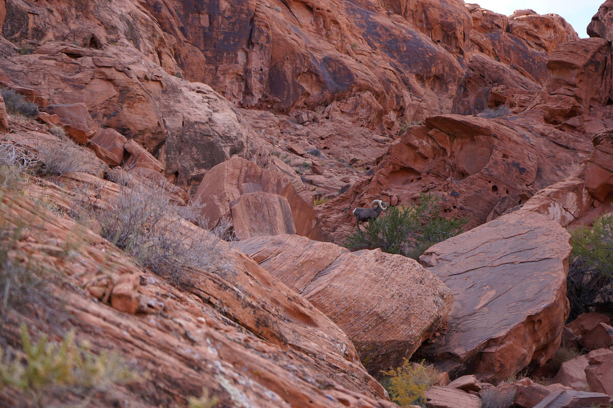 A bighorn ram studies his surroundings after munching on vegetation at Valley of Fire State Par ...