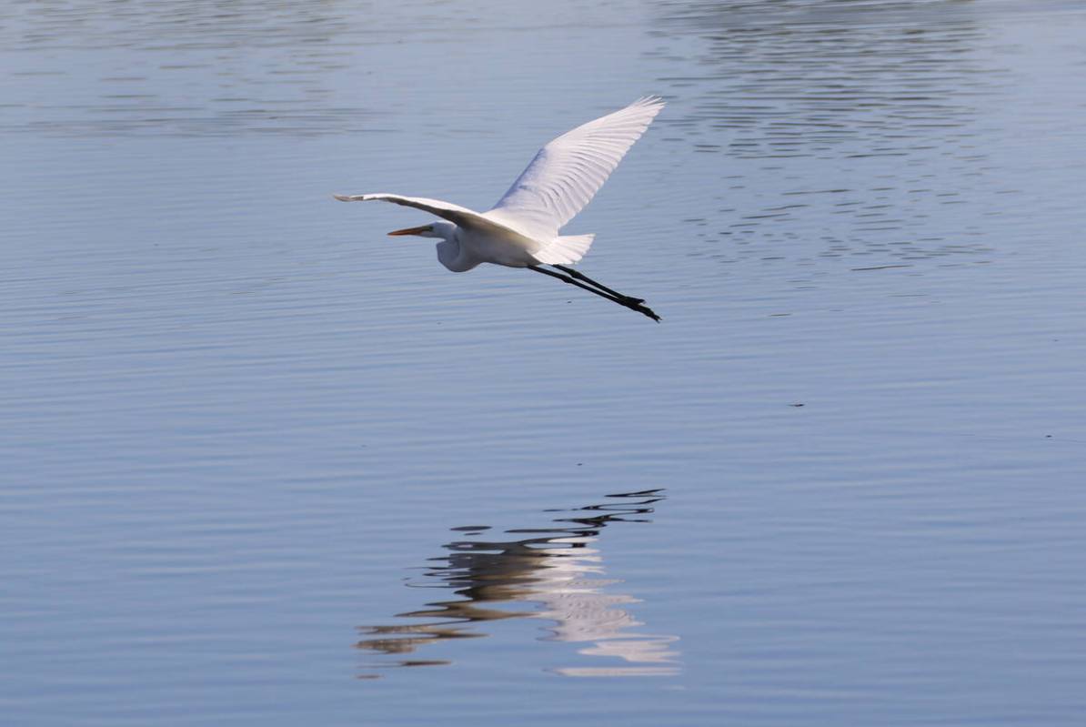 A white egret flies over the Henderson Bird Viewing Preserve’s pond on Nov. 7, 2019. (Biz ...