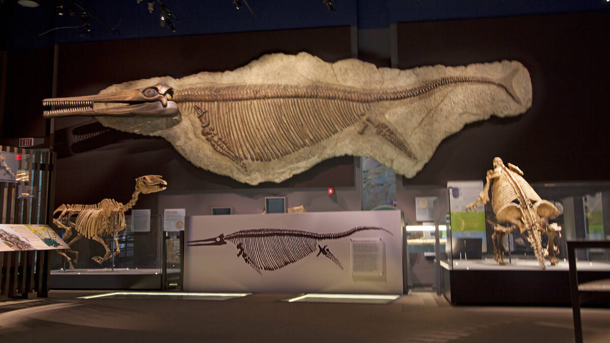 Fossils on display at the Nevada State Museum, on the campus of Springs Preserve in central Las ...
