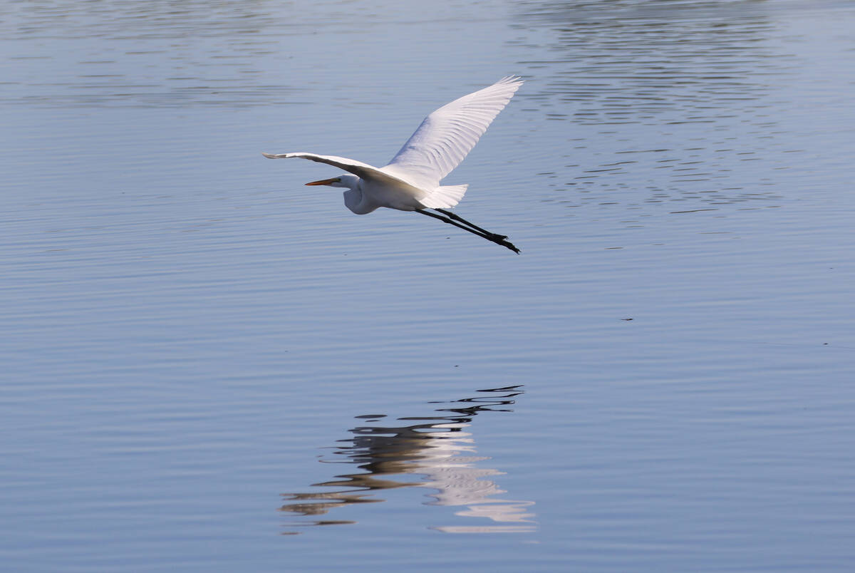 A snowy egret flies over the Henderson Bird Viewing Preserve's pond on Nov. 7, 2019. (Bizuayehu ...