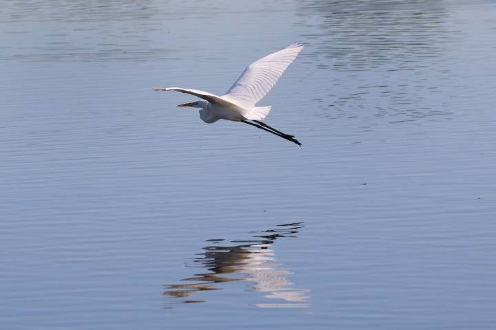 A snowy egret flies over the Henderson Bird Viewing Preserve's pond on Nov. 7, 2019. (Bizuayehu ...