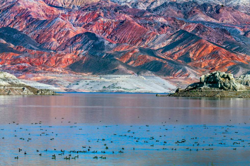 Dozens of American coots enjoy the waters of Swim Beach at Lake Mead National Recreation Area n ...