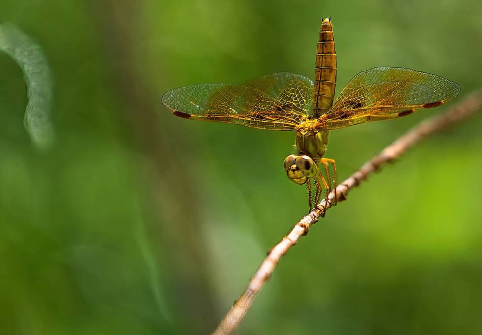 A Perithemis dragonfly perches on a branch along the Las Vegas Wash. (L.E. Baskow/Las Vegas Rev ...