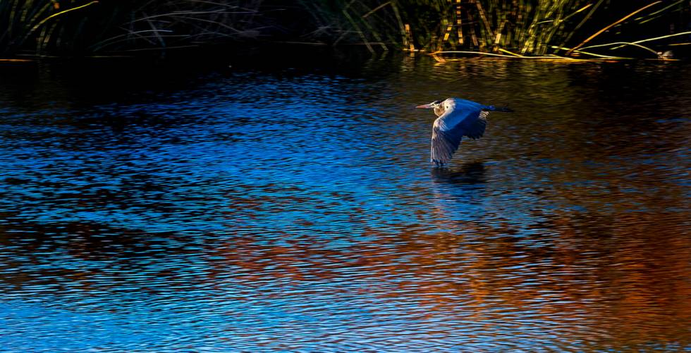 A great blue heron glides above the water (L.E. Baskow/Las Vegas Review-Journal)