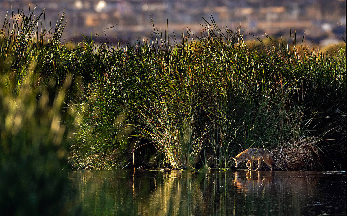 A coyote searches for breakfast along the waterline in Wetlands Park at sunrise about the Las V ...