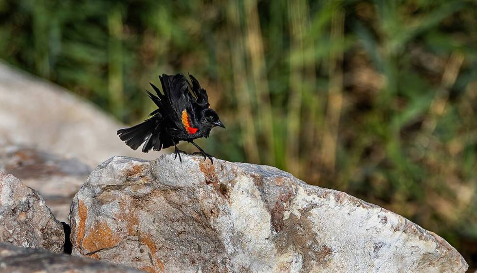 A red-winged blackbird dries off in the sun above the banks of the wash. (L.E. Baskow/Las Vegas ...