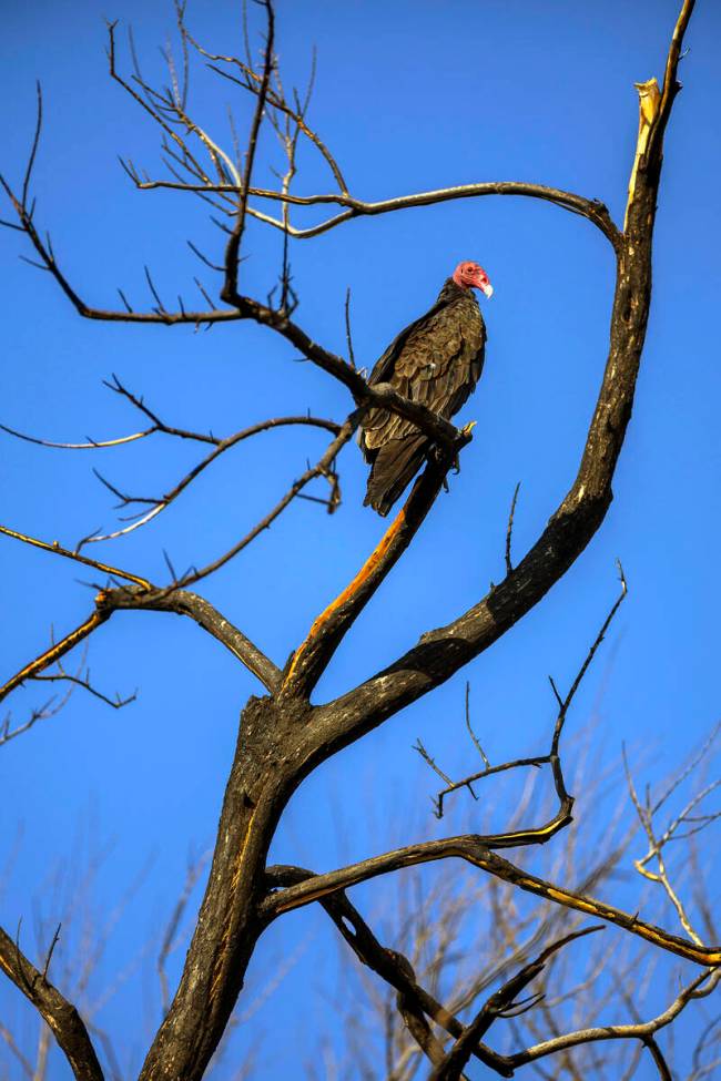 A turkey vulture looks for breakfast from his perch above Wetlands Park (L.E. Baskow/Las Vegas ...