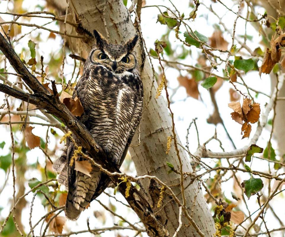 A Great Horned Owl perches in a cottonwood tree along a path at the Clark County Wetlands Park ...