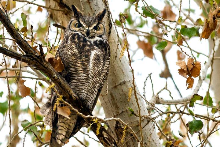 A Great Horned Owl perches in a cottonwood tree along a path at the Clark County Wetlands Park ...