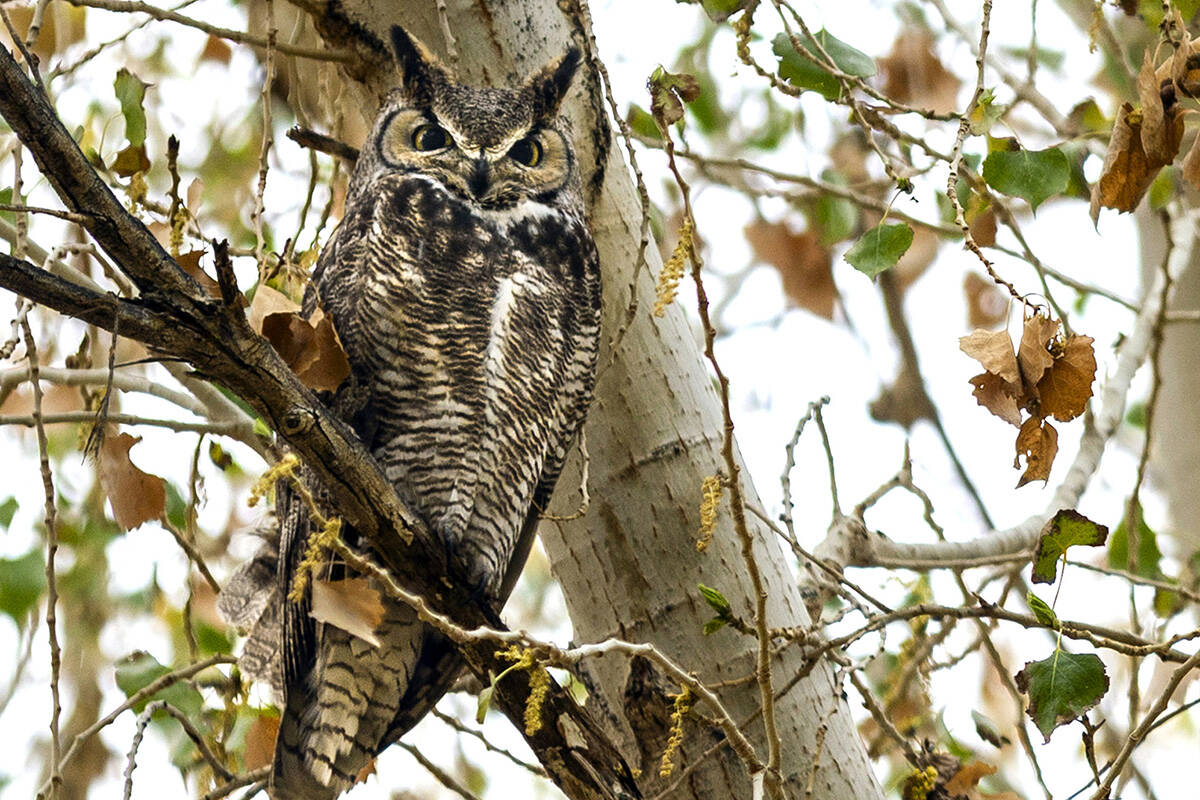 A Great Horned Owl perches in a cottonwood tree along a path at the Clark County Wetlands Park ...