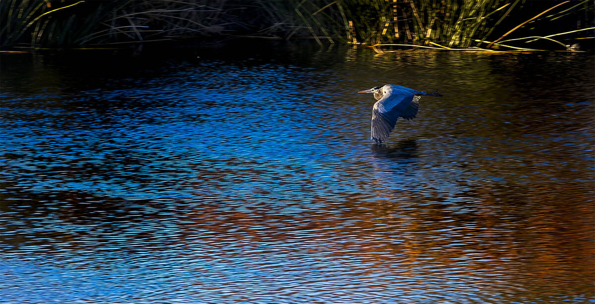 the Las Vegas Wash on Tuesday, March 18, 2025, in Las Vegas. (L.E. Baskow) @Left_Eye_Images