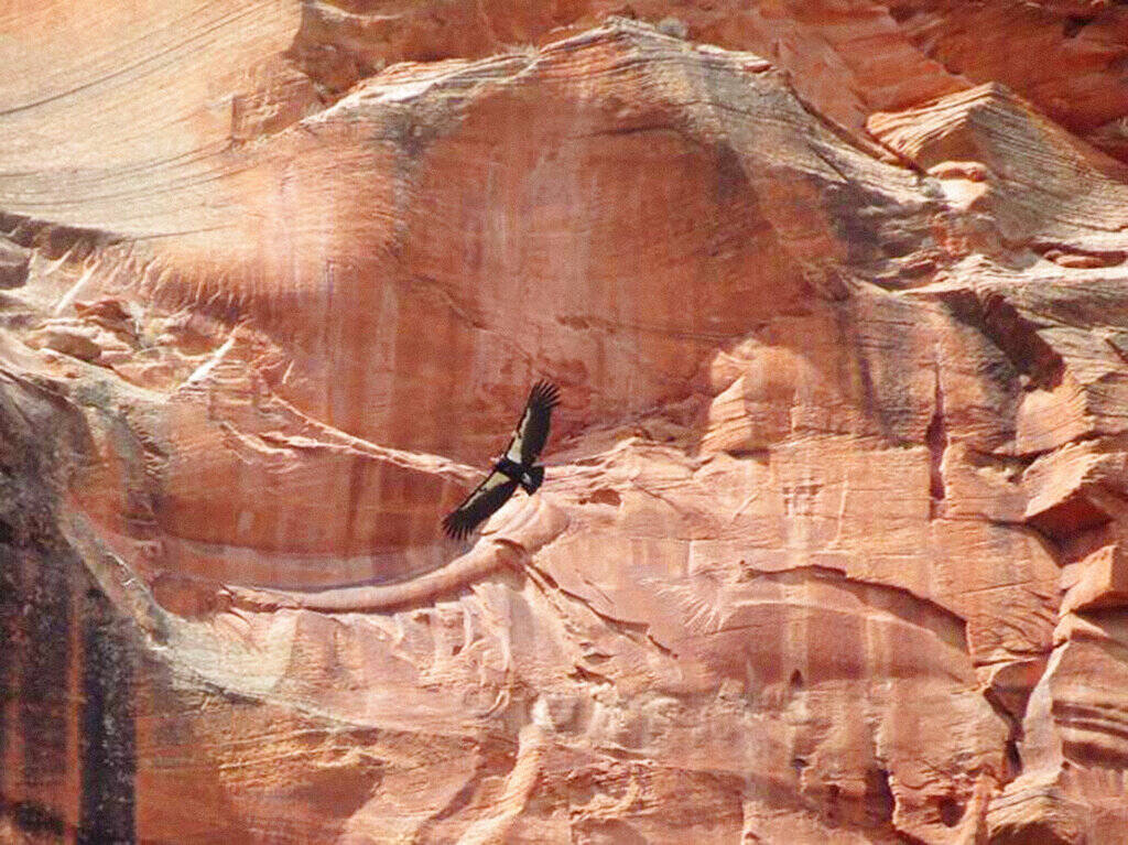 This April 8, 2019, file photo, provided by the National Parks Service shows a California condo ...