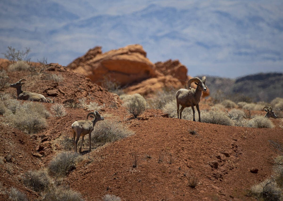 Bighorn sheep roam the land at Valley of Fire State Park on Tuesday, June 8, 2021. (Chase Steve ...