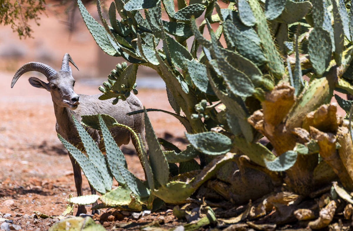 A bighorn sheep snacks on cactus leaves in the Valley of Fire State Park on Tuesday, June 28, 2 ...