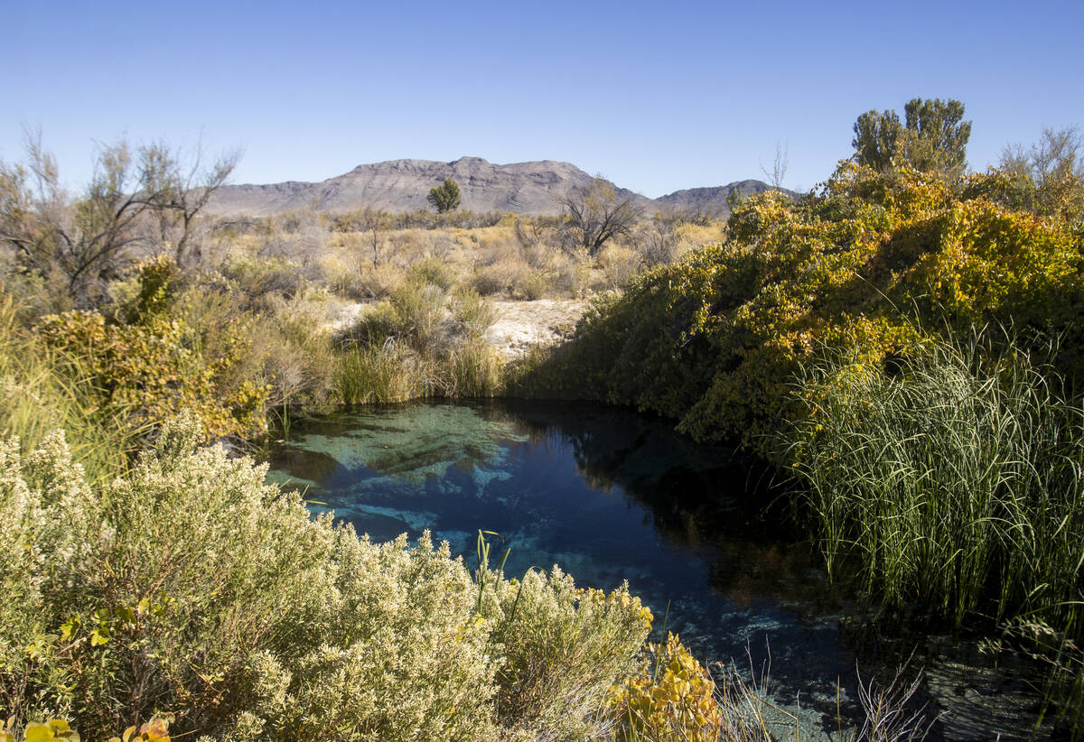 The Crystal Spring at the Ash Meadows National Wildlife Refuge, Wednesday, Oct. 23, 2024, in Am ...
