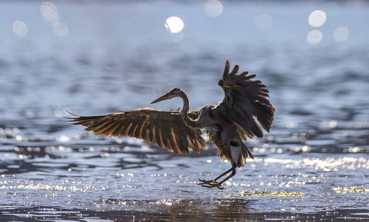 A juvenile Great Blue Heron lands in the water off of Boulder Beach within the Lake Mead Nation ...