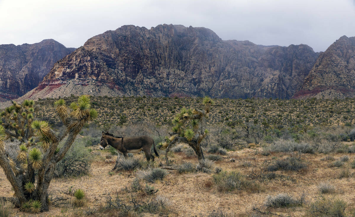 A wild burro wanders about the Red Rock Canyon National Recreation Area on a rainy day Wednesda ...