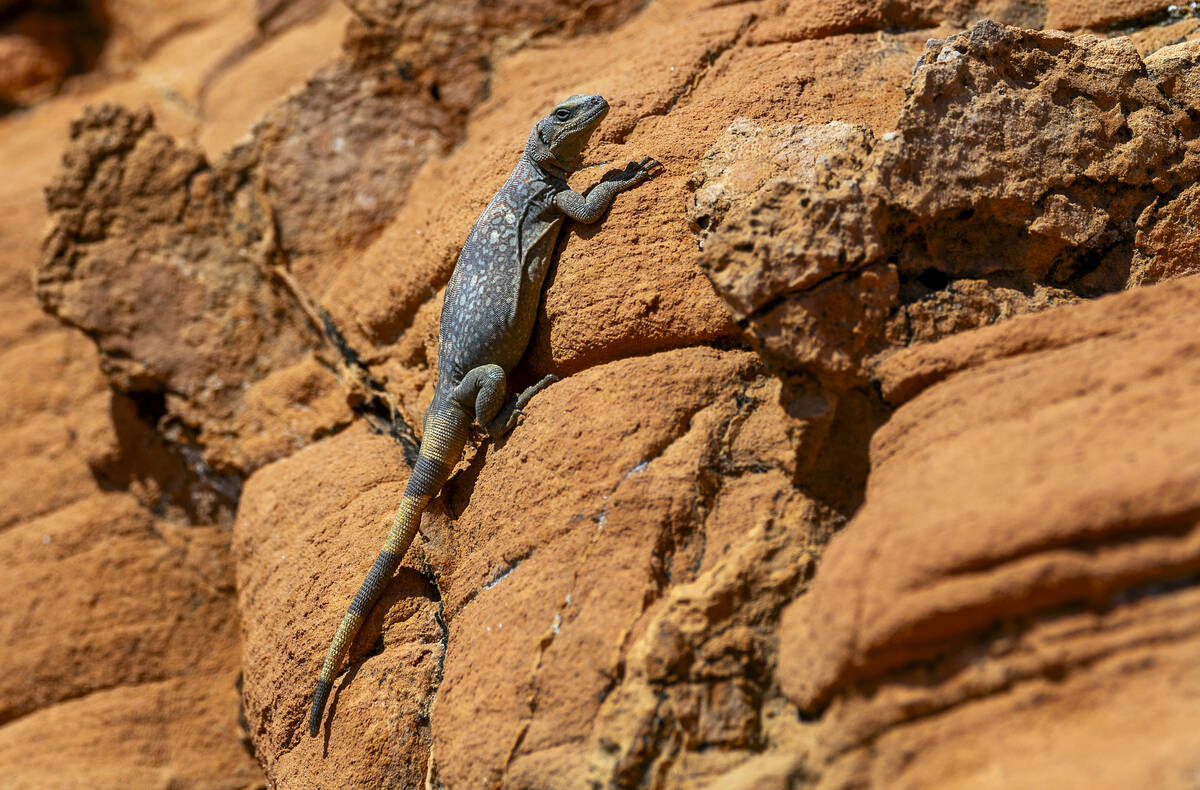 A chuckwalla relaxes on the red rock in the Valley of Fire State Park on Thursday, April 25, 20 ...