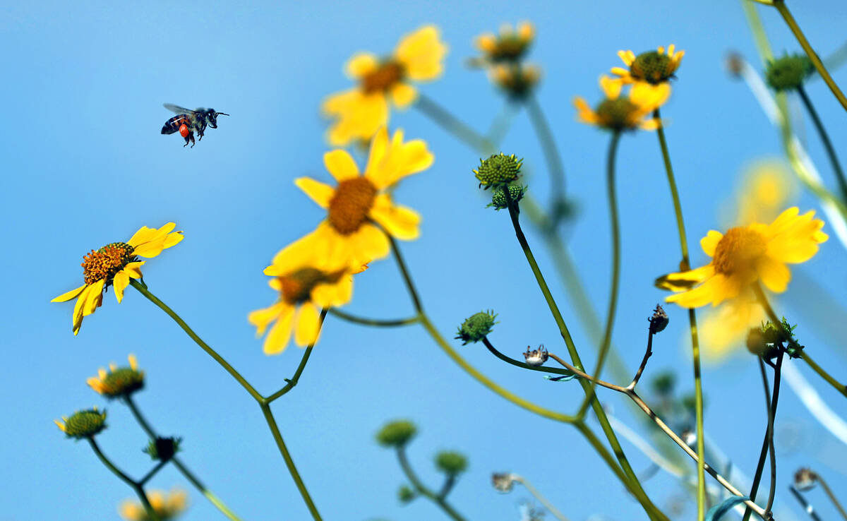 A bee gathers pollen on flowers blooming near the entrance to Boulder Harbor within the Lake Me ...